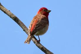 Attēlu rezultāti vaicājumam “Carpodacus erythrinus adult”