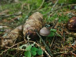 Attēlu rezultāti vaicājumam “Strobilurus esculentus”