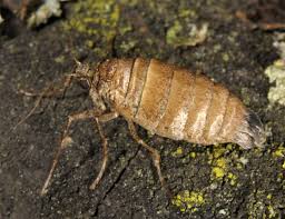 Attēlu rezultāti vaicājumam “Alsophila aescularia”