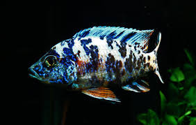 Risultati immagini per cynotilapia pulpican