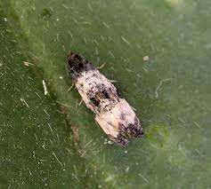 Attēlu rezultāti vaicājumam “Cochylis dubitana”