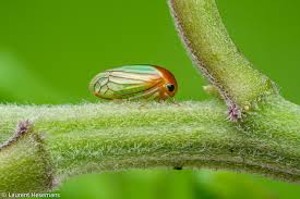 Attēlu rezultāti vaicājumam “Membracidae”