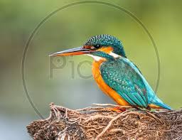 Attēlu rezultāti vaicājumam “Alcedo atthis nest”