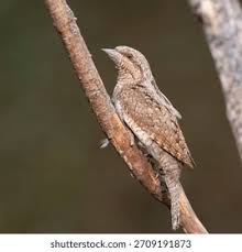 Attēlu rezultāti vaicājumam “Jynx torquilla adult”