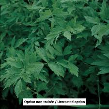 Attēlu rezultāti vaicājumam “Levisticum officinale”