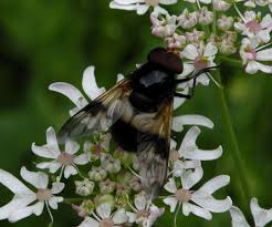 Attēlu rezultāti vaicājumam “Volucella pellucens”