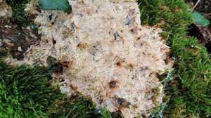 Attēlu rezultāti vaicājumam “Physisporinus vitreus”