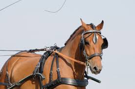 Image result for scheuklappen