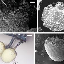Attēlu rezultāti vaicājumam “Arcyria globosa”