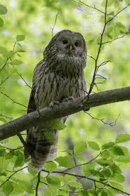 Attēlu rezultāti vaicājumam “Strix uralensis”