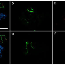 Attēlu rezultāti vaicājumam “Abraxas grossulariata pupa”