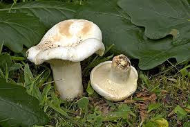 Attēlu rezultāti vaicājumam “Lactarius bertillonii”