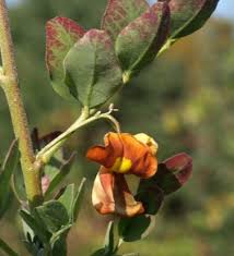 Image result for Colutea x media (arborescens x orientalis)