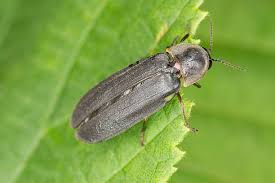 Attēlu rezultāti vaicājumam “Lampyris noctiluca”