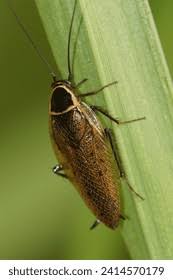 Attēlu rezultāti vaicājumam “Ectobius sylvestris male”