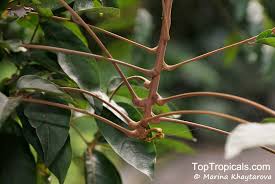 Attēlu rezultāti vaicājumam “Cribraria rubiginosa”