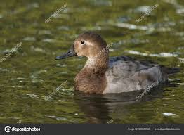 Image result for Aythya valisineria