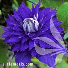 Image result for clematis multi blue