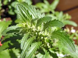 Image result for Dracocephalum moldavicum