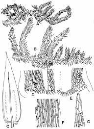 Attēlu rezultāti vaicājumam “Brachythecium salebrosum”