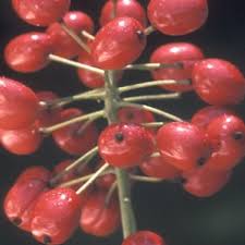 Attēlu rezultāti vaicājumam “Actaea spicata fruit”