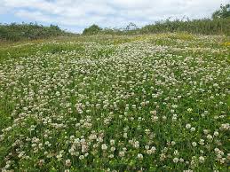 Attēlu rezultāti vaicājumam “Trifolium fragiferum flower”