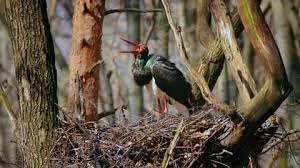 Attēlu rezultāti vaicājumam “Ciconia nigra nest”