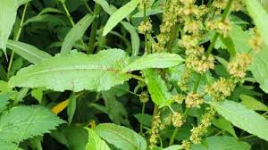Attēlu rezultāti vaicājumam “Rumex aquaticus bud”
