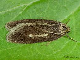 Attēlu rezultāti vaicājumam “Semioscopis avellanella”