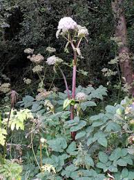 Image result for Angelica silvestris