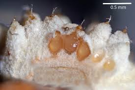 Attēlu rezultāti vaicājumam “Torrubiella arachnophila”