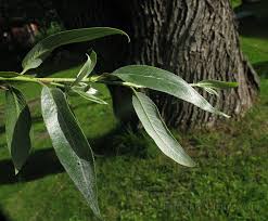 Attēlu rezultāti vaicājumam “Salix alba var. sericea”