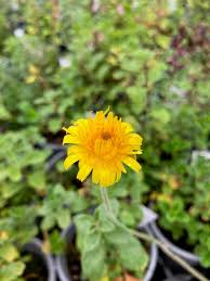 Image result for Arnica montana