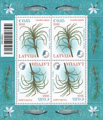 Attēlu rezultāti vaicājumam “Najas tenuissima”