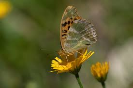 Attēlu rezultāti vaicājumam “Argynnis paphia female”