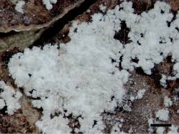 Attēlu rezultāti vaicājumam “Cliostomum corrugatum”