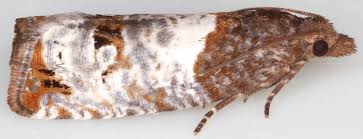 Attēlu rezultāti vaicājumam “Notocelia roborana”