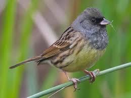 Image result for Emberiza spodocephala