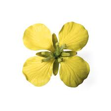 Attēlu rezultāti vaicājumam “Brassica napus flower”