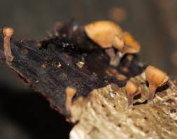 Attēlu rezultāti vaicājumam “Rutstroemia firma”