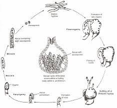Attēlu rezultāti vaicājumam “Sordaria fimicola”