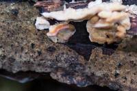 Attēlu rezultāti vaicājumam “Antrodiella faginea”