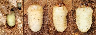 Attēlu rezultāti vaicājumam “Scolytus ratzeburgi”