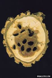 Attēlu rezultāti vaicājumam “Saperda carcharias”