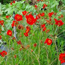 Attēlu rezultāti vaicājumam “Geum”