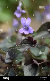Attēlu rezultāti vaicājumam “Viola riviniana leaf”