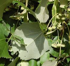 Attēlu rezultāti vaicājumam “Tilia tomentosa”