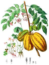 Attēlu rezultāti vaicājumam “Oxalidaceae”