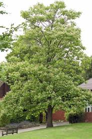 Attēlu rezultāti vaicājumam “Catalpa ovata”