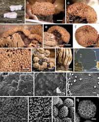 Attēlu rezultāti vaicājumam “Tubifera ferruginosa (subsp. ferruginosa) spores”